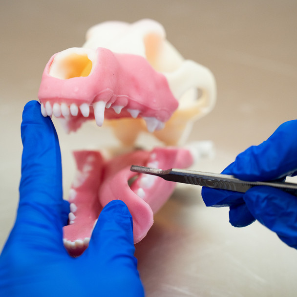 Norman – Multi Procedure Canine Dental Model   tandmodel hund7